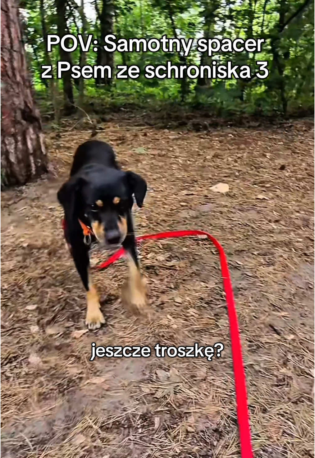 Obejrzyj do końca… biedny 😢 #samotność 