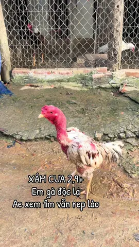 P231: OKE AE Ạ