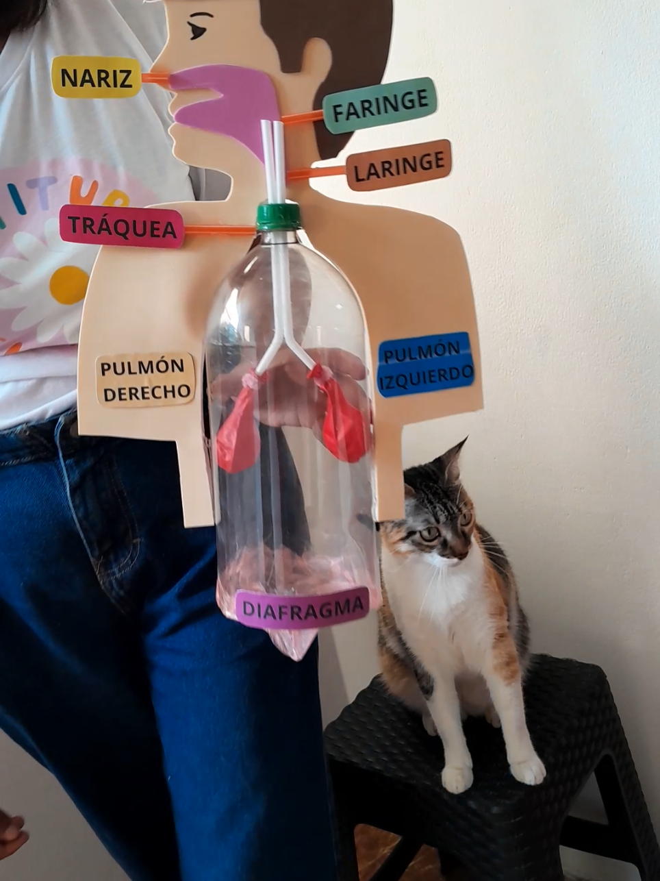 Maqueta del sistema respiratorio, paso a paso en vivo en el perfil.