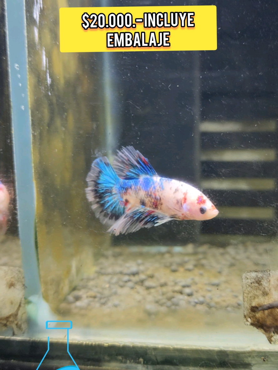 Bettas macho Variedad HALFMOON, LINEA KOI-NEMO.  WhatsApp +56932468012 Hola! Me llamo Freddy, soy criador de peces y hago envios a todo Chile. * Hacemos envios solo a sucursal Chilexpress. * Usted paga el envío al retirar. * La venta se paga antes del envío.  * Venta mínima de $20.000.-  * Para envío debe agregar el valor de $4.000 del embalaje (caja plumavit) * Soy de LLAY LLAY, 5 REGIÓN.  * Si decide visitar el criadero escríbame al +56932468012 y coordinamos.  * Le enviaré la lista actualizada de precios.   En nuestras redes sociales hay algunos videos de las especies disponibles.  Los valores y stock depende de lo que hay en el momento.  #criaderodepeces #peces #fish #bettas #koi #goldfish #acuarios #acuicultura  #acuiculturaornamental #mascotas #petshop #betta_lover #bettathailand #alevin #acuascaping #perrosgraciosos #gatosgraciosos #providencia #santiagodechile #tobalaba #costaneracenter #carassius #carasio #köy #acuarios #whatsapp #emprende #santiagodechile #emprendedor #chilexpress #envíos #guppy #guppys #viral #enseñar #aprende #divulgacioncientifica #tetras #pecesaguafria #pecesitos #pecera