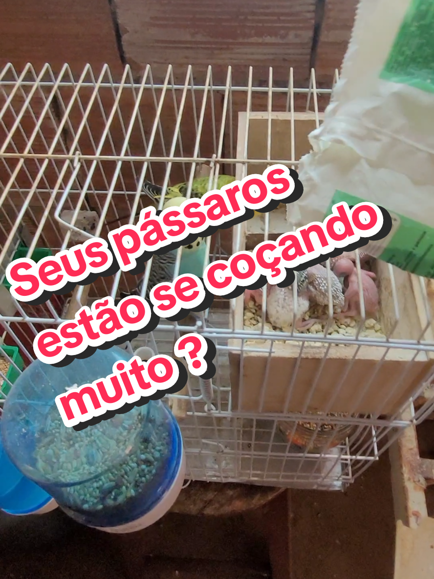 Pássaros se coçando, sinal que tem piolhos, veja como evitar!  #aves #periquito #criador 