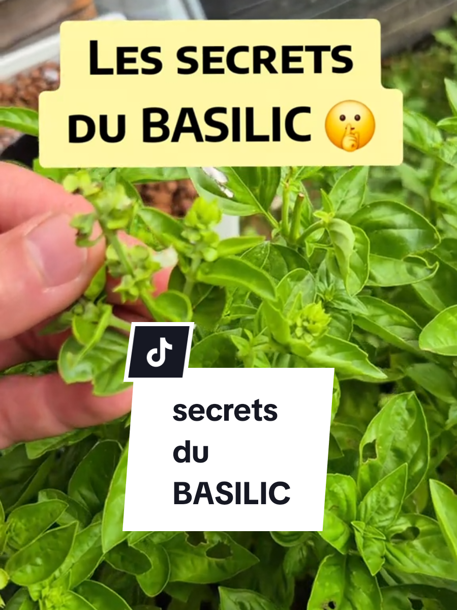 Le basilic, ce n’est pas qu’une herbe pour les tomates 🍅 🌿 Anti-inflammatoire, digestif, antistress… découvre ses vertus santé ! #basilic #santénaturelle #plantesmedicinales  #basilic #santénaturelle #plantesmedicinales #remèdesnaturels #naturopathie #digestion #antiinflammatoire #stress #fatigue #bienetrenaturel #santéholistique #kintsugisante #immunité #tisanesanté #aromatherapie #conseilssanté #mieuxetre #phytotherapie #detoxnaturelle @SanteNaturL 
