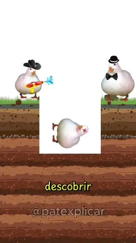 Esse vídeo é sobre patos 🦆 #curiosidades #patos 