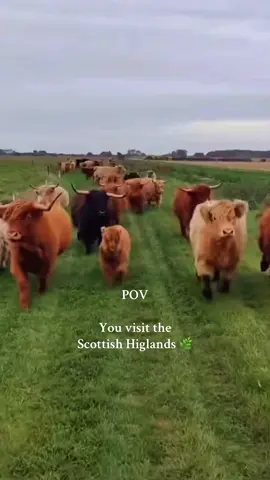 Scotland 🏴󠁧󠁢󠁳󠁣󠁴󠁿 🐮 #fyp #Scotland #highlands #highlandcow #nature #peaceful #trend #pov #foryou #viral 