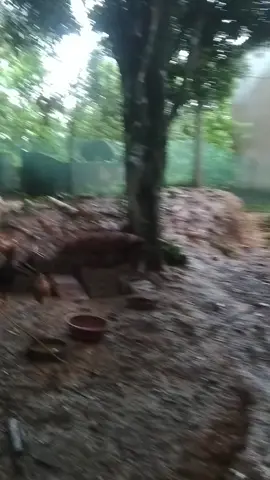 #thanhtrà #câycảnh #cây #nghệan #câyđộclạ #câycổthụ  1X lên xe mời ae vào việc 