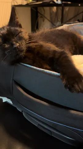 Il m’a regardée faire ma valise… et il s’est couché dessus #CapCut #c#chatonm#monchatc#complicitém#momentémotionh#histoiredelaviesauvetagecookie  