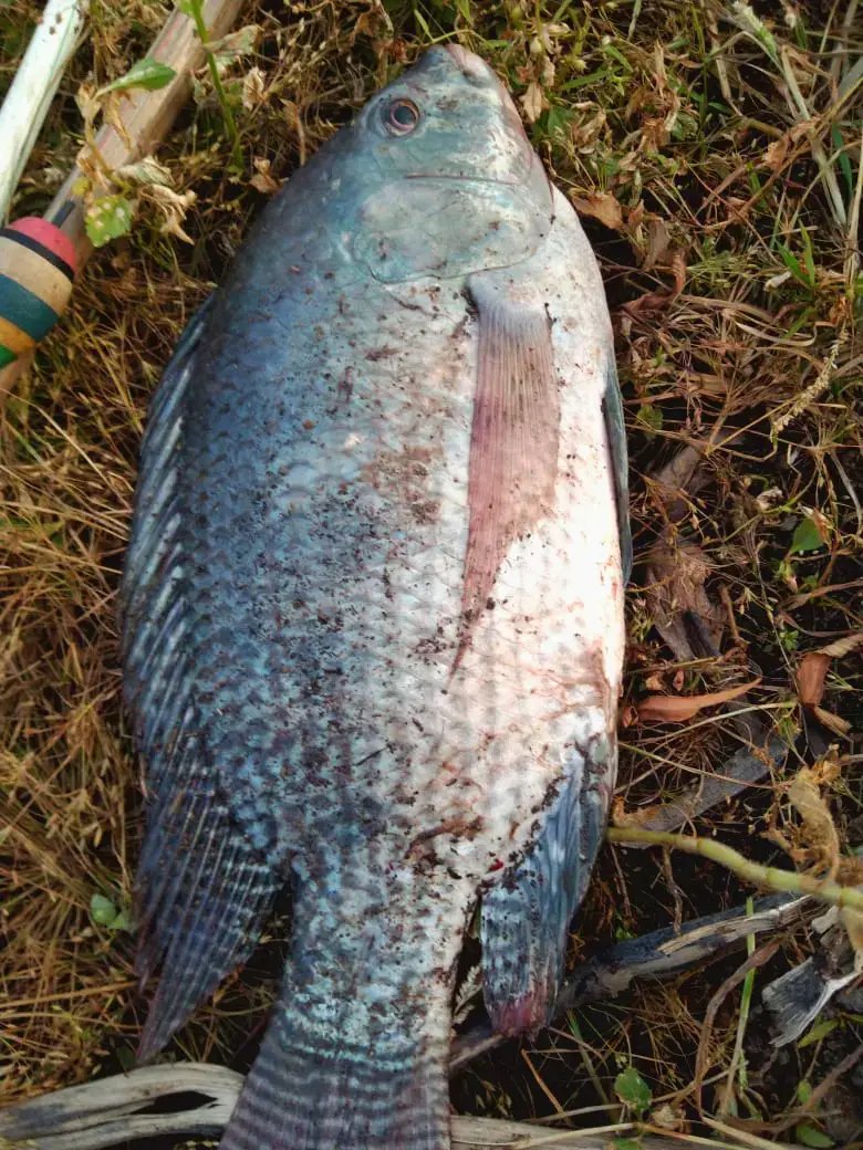 Embahnya nila #fishingtiktoks #mancing #mancingliar #mancingmania #mancingnila #nilababon #strikenilababon #fyp #viral #jangkauanluas #lampungtiktok #tulangbawang #hiburantiktok #foto 