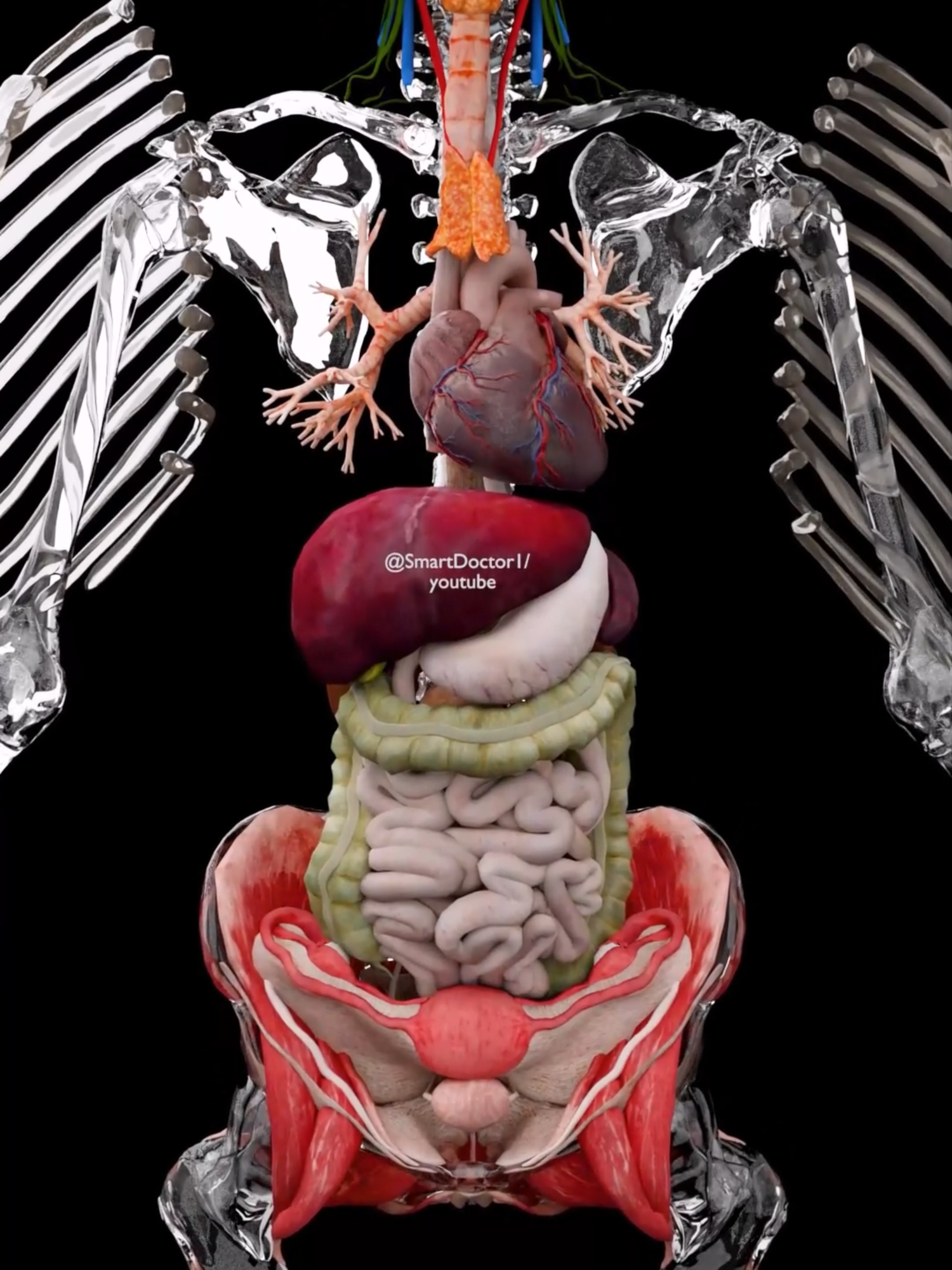 Busting the Rib Myth 🤔 . . . The rib cage is a bony structure that encases and protects vital organs like the heart and lungs, providing structural support for the upper body. It consists of: 12 Pairs of Ribs: True Ribs (1-7): Directly attached to the sternum. False Ribs (8-10): Indirectly connected to the sternum. Floating Ribs (11-12): Not attached to the sternum. Sternum: The breastbone made up of the manubrium, body, and xiphoid process. Thoracic Vertebrae: Connects the rib cage to the spine, adding stability. . . #smartdoctor #smartdoctor1 #3Danatomy #InsideTheBody #anatomy #medical #medicine #doctor #health #healthcare #3Danimation #explore #surgery #humananatomy #medicalstudent #pregnancy #baby #pregnant #babyboy #physiology