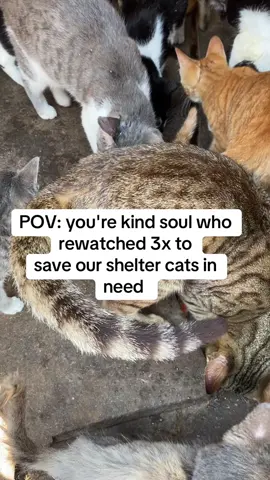 POV: you're kind soul who rewatched 3x to save our shelter cats in need #vir #viraltiktok #catlovers #catsoftiktok #catsoftiktok #catslover