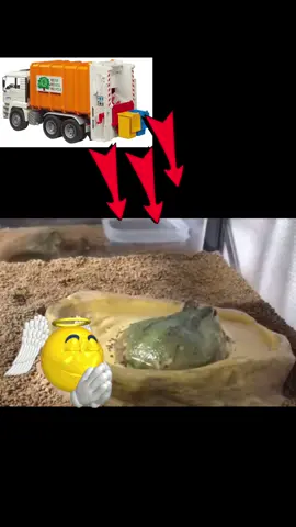 Why does the frog make that sound⁉️.                                           #frog #garbage #memestiktok #fyp 
