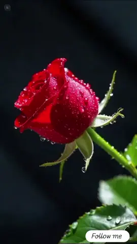 #🤍🤍🕊🕊🕊🕊🕊 #🌹 🫶🌹👉