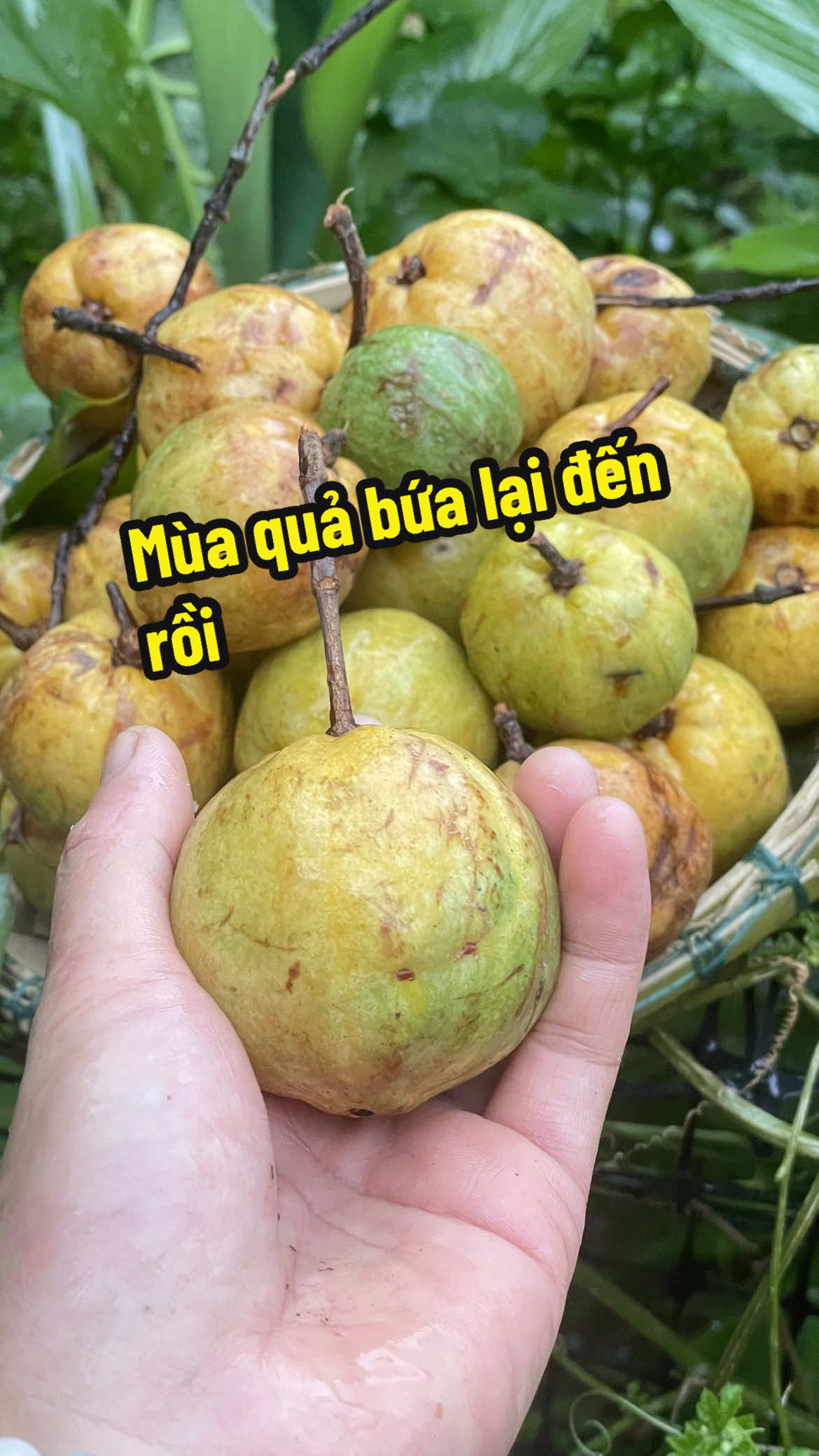 Măng cụt rừng (quả bứa), một loại quả mà ở miền núi không phải ai cũng biết ăn 🙂#HoàiThuong #viraltiktok #xuhuong #hanhphuc #bìnhyên #yêuthương 