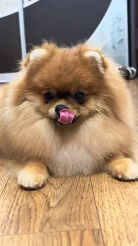 Саймирка! #spitz #pomeranianpuppy #pom  #pomeranian #puppy #pomeraniandogs #pomeranianspitz #pomspitz #pomeraniangermany #pomeranianbelgium #pomeraniannetherlands #pomaranianfrance #pomeranianitaly #pomeranianspain #pomeranianczech #pomeranianslovakia #pomeranianslovenia #pimeranianusa #pomeranianbaby #шпиц #померанскийшпиц #померанец #Pomerania #Pomeranya #Pommern #博美犬 #ใบหู #Pommeren#KennelSunriseGold