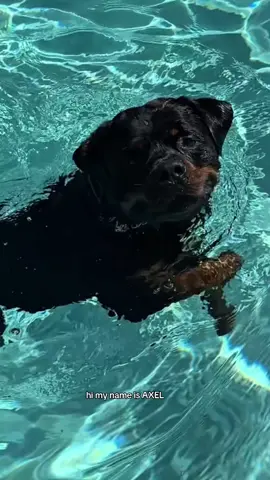 his face at the end 🤣 #rottweiler 