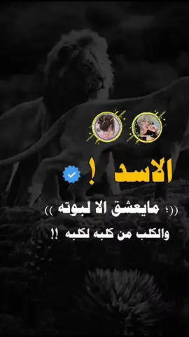 #فيديوهات # عبارات # تصاميم # مسقي # اليمن # اب # تعز # صنعاء # ذمار # المحويت # الحديده # عدن # يافع #