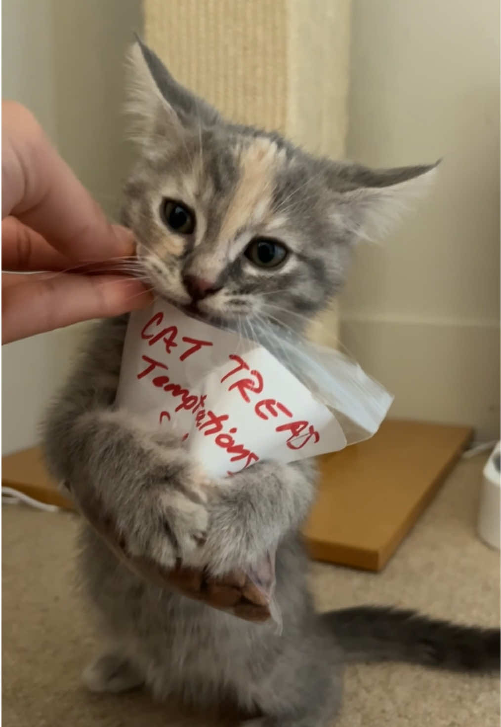 how to deal with addiction? #foster #kitten #cat #rescue #adopt #catlover #cute #pet #shelter #treats #cattreat #foodaggression 