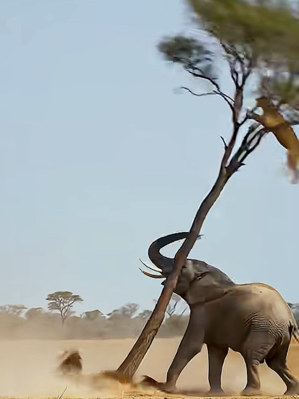#animal #wild #animal #wild #animal #wild #animal #wild #fouryou 