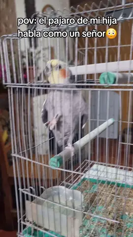 #loro #paratiiiiiiiiiiiiiiiiiiiiiiiiiiiiiii #uruguay #quepasa #viraltiktok 