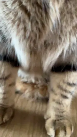 Love ❤️ #lucky #cattok #cat #rec #song #beautiful #catlover #funny #luckycat 
