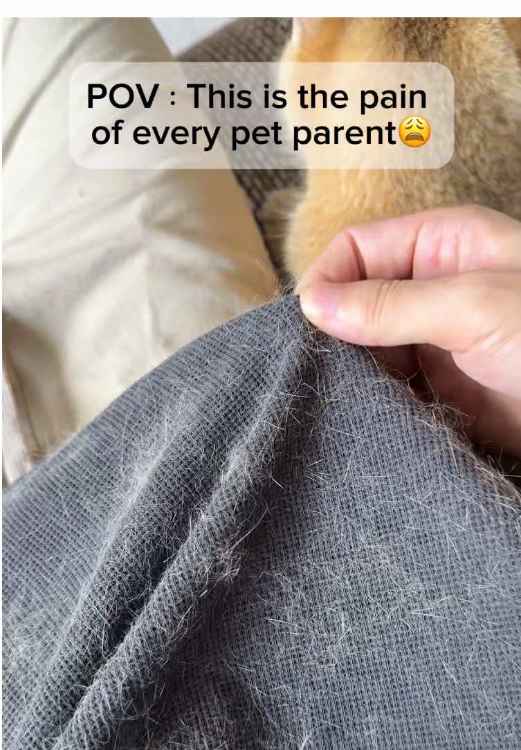 Never used anything that worked any better and I have tried lots!!!👋#pethairremoval #petproducts #catsoftiktok #PetsOfTikTok #tiktokmademebuyit 