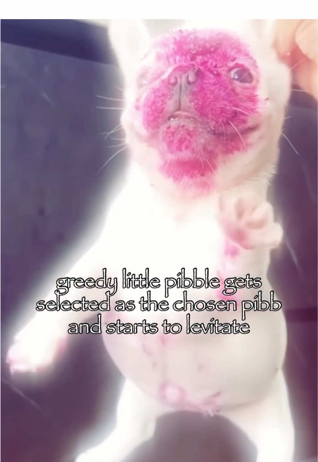 beautiful #pibble #pibblepalace #pibblelove #pibbleforlife #pebble #washington #washmybelly #rubmybelly #fyp #gmail #pibble12 #silly #dragonfruit 