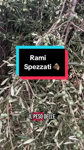 Rami spezzati dalla produzione #agricolturanaturale #natura #ulivi #olive 