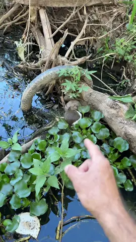 Lá está o bicho 😲🥳