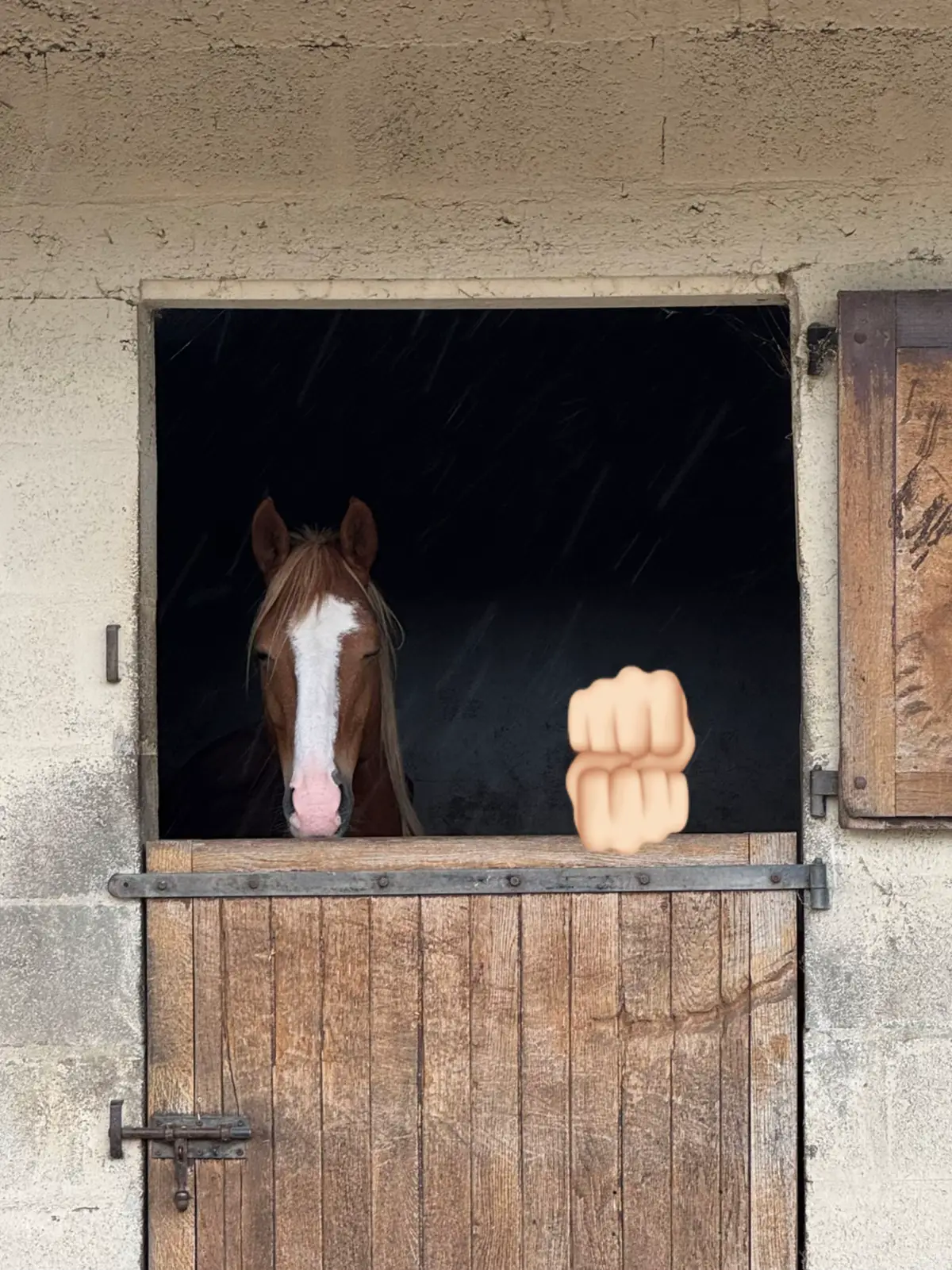 Cucù ❤️ #horse #horsesoftiktok #horsetok #foal #foalsoftiktok #foalingseason #horselife #fyp 