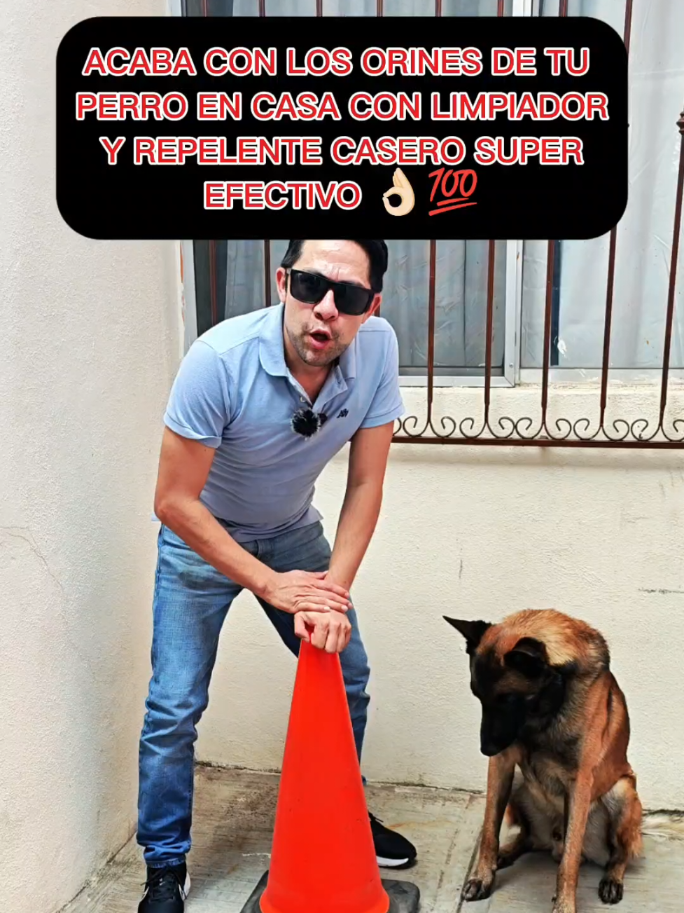 Acaba con los orines de tu casa con limpiador repelente casero, súper efectivo 👌🏻💯 #perros #educacioncanina #entrenamientocanino #pastorbelgamalinois 