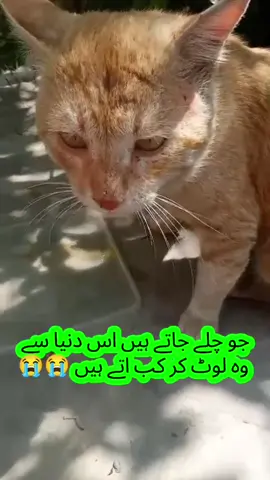 miss you mawon😭😭😭😭😭😭😭😭😭😭😭#simba #straycat#catlovers #foryou #fyp 