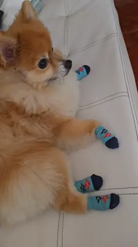 #pomerania #perrostiktokers #spitz 