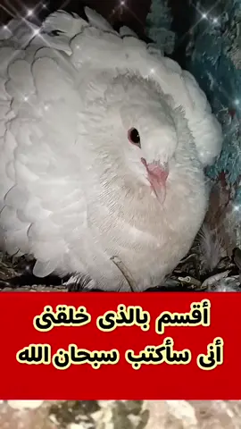 قال رسول الله صلى الله عليه وسلم 