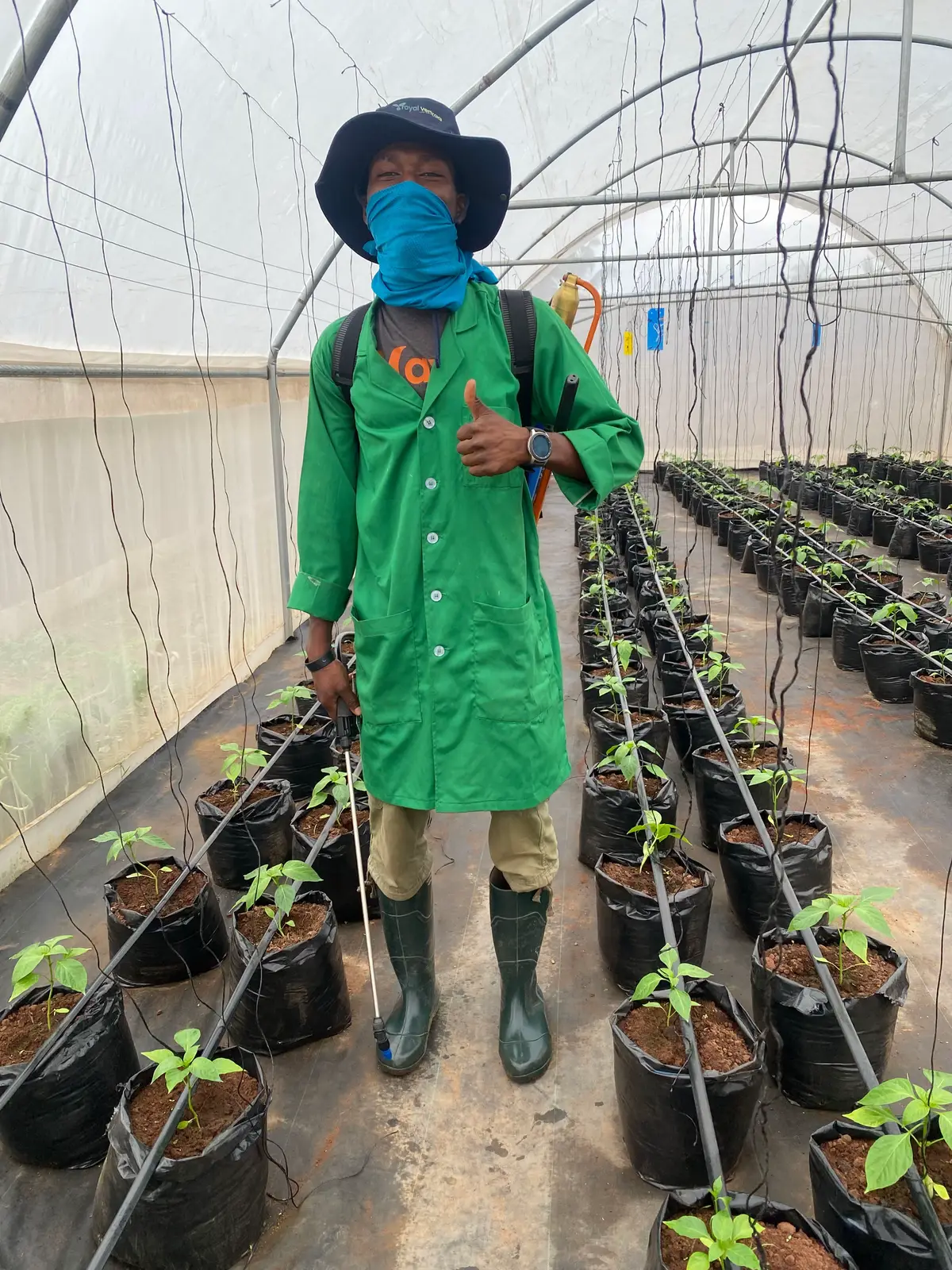 “Healthy plants, happy farmer.” 🌱 Sweet pepper seedlings are looking strong and healthy just 10 days after transplanting! #Greenhouse #sustainablefarming 