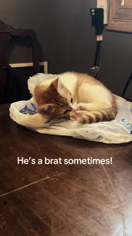 #cat #catsoftiktok #crazycat #orangecat #orangecatsoftiktok #kitten #kittensoftiktok 