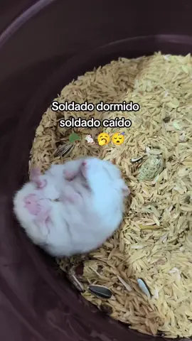 soldado dormido soldado caído 🪖🐁🥱😴 #viralvideotiktok #paratii 
