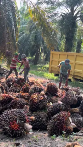 Ok sih#fyp #deriver_muda #truk #sawitontiktok #jambipride #pemuatsawit 