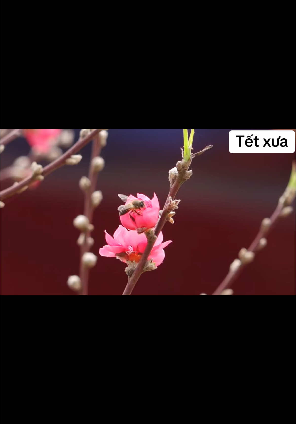 Tết của ngày xưa - không đủ đầy nhưng rất vui 🥰 #tet2026 #tet #xuhuong2026 #tetbinhngo #xuhuong #trending #xuhuongtiktok #xh #tiktok #tet2025 