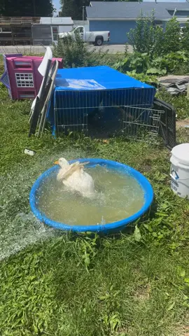 Day 28! Just a cute lil clip of a duck living her best life. #fypシ #foryoupage #fyp #july2025 #watchtosupport #homesteading
