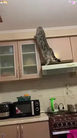Cats can demolish homes#cat #catsoftiktok #foryou #cats #happy #funnycat 