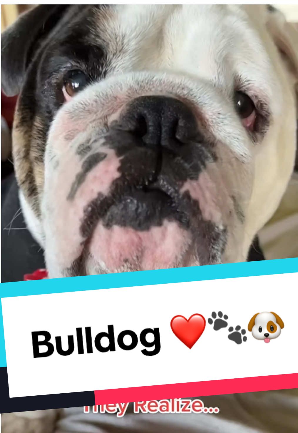 Another favorite ❤️ #bashardotheenglishbulldog #englishbulldog 