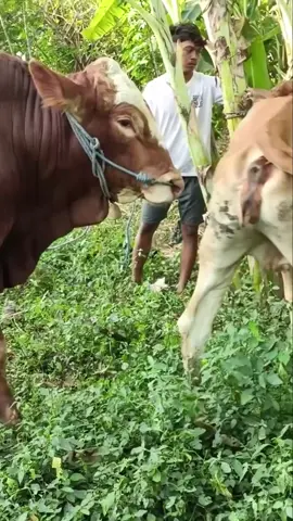 bull cow meeting 804 | #cowmeeting #foryou #pferdmeating #unfreezemyacount #bull bauernhofmeat 