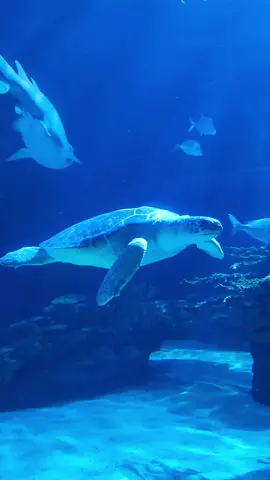 #ripleysbelieveitornot #ripleysaquarium #toronto #torontolife #torontotiktok #aquarium #vibes #dream #canada_life🇨🇦 #canada🇨🇦 #canadatiktok #travel #downtowntoronto #trendingvideo #ontario #explore 