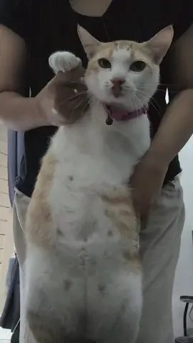 #kucinglucu #kucing #catlovers #kucingtiktoklucu #pecintakucingkampung #fyppppppppppppppppppppppp 