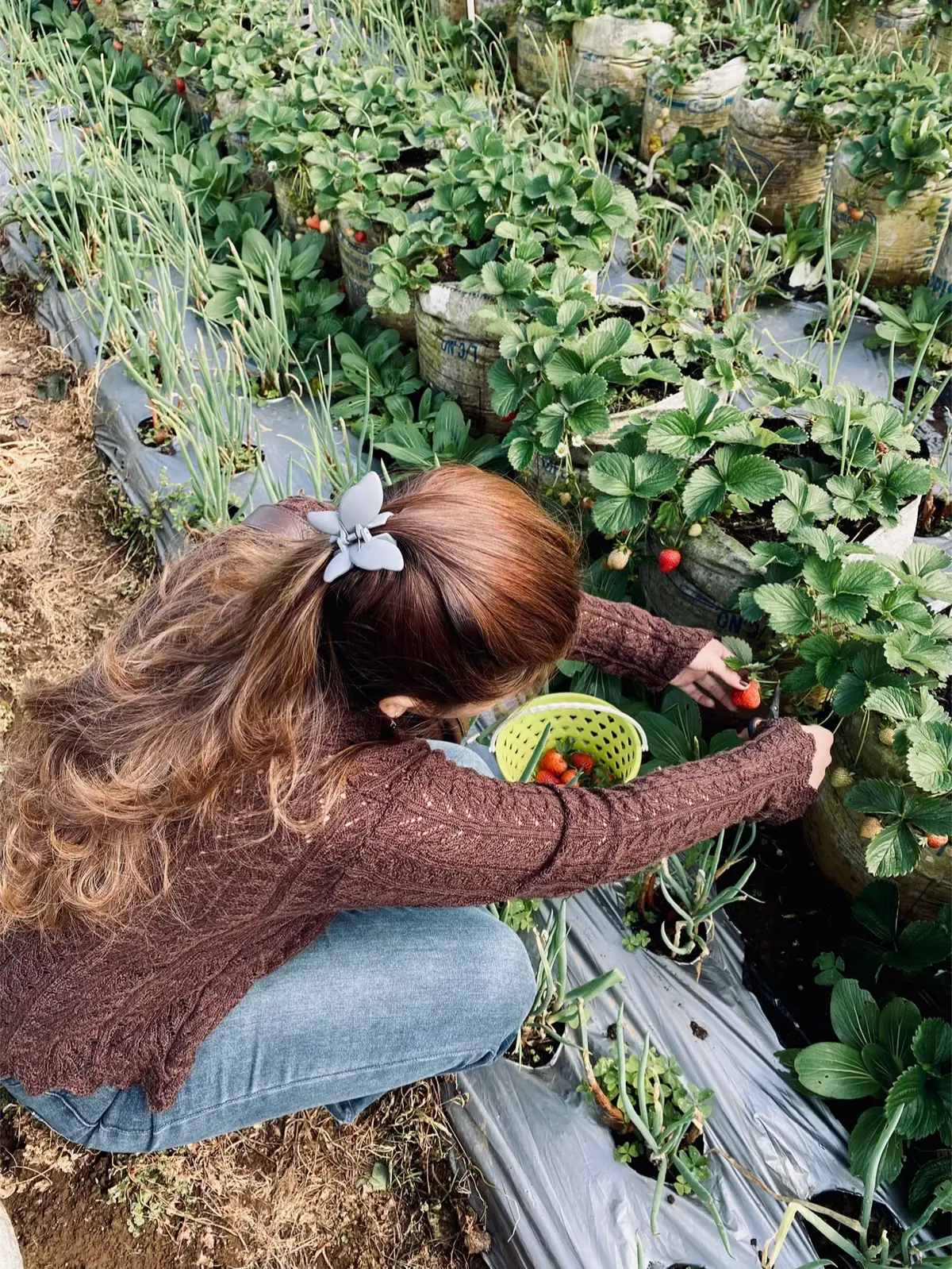 #fyp #fypage #fypviralシ #petikstrawberry #mongkrang 