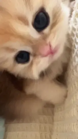 A cute baby 🥰#cat #catbaby #cute #catlover #kitten 