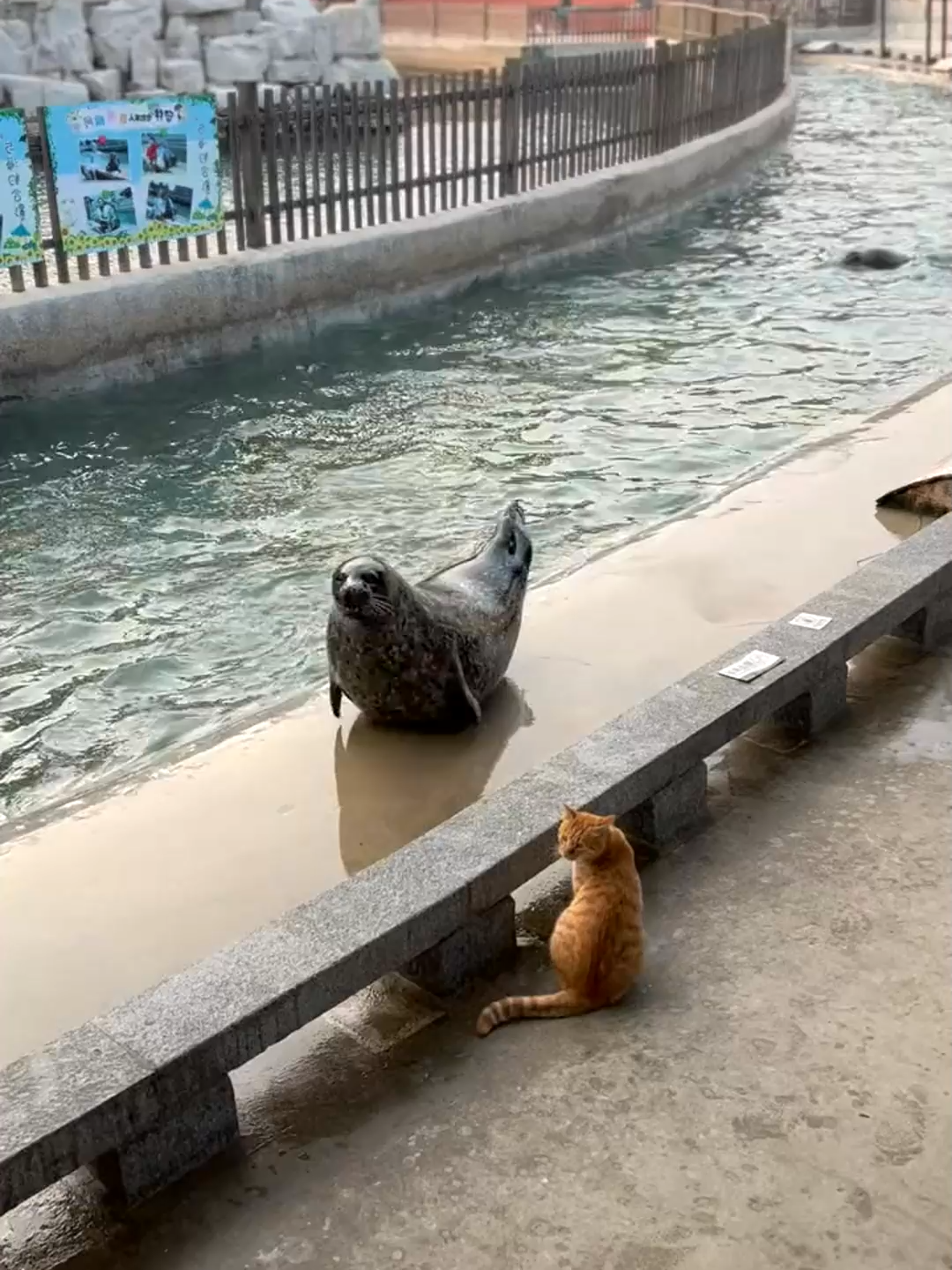 #otter#zoo#seal