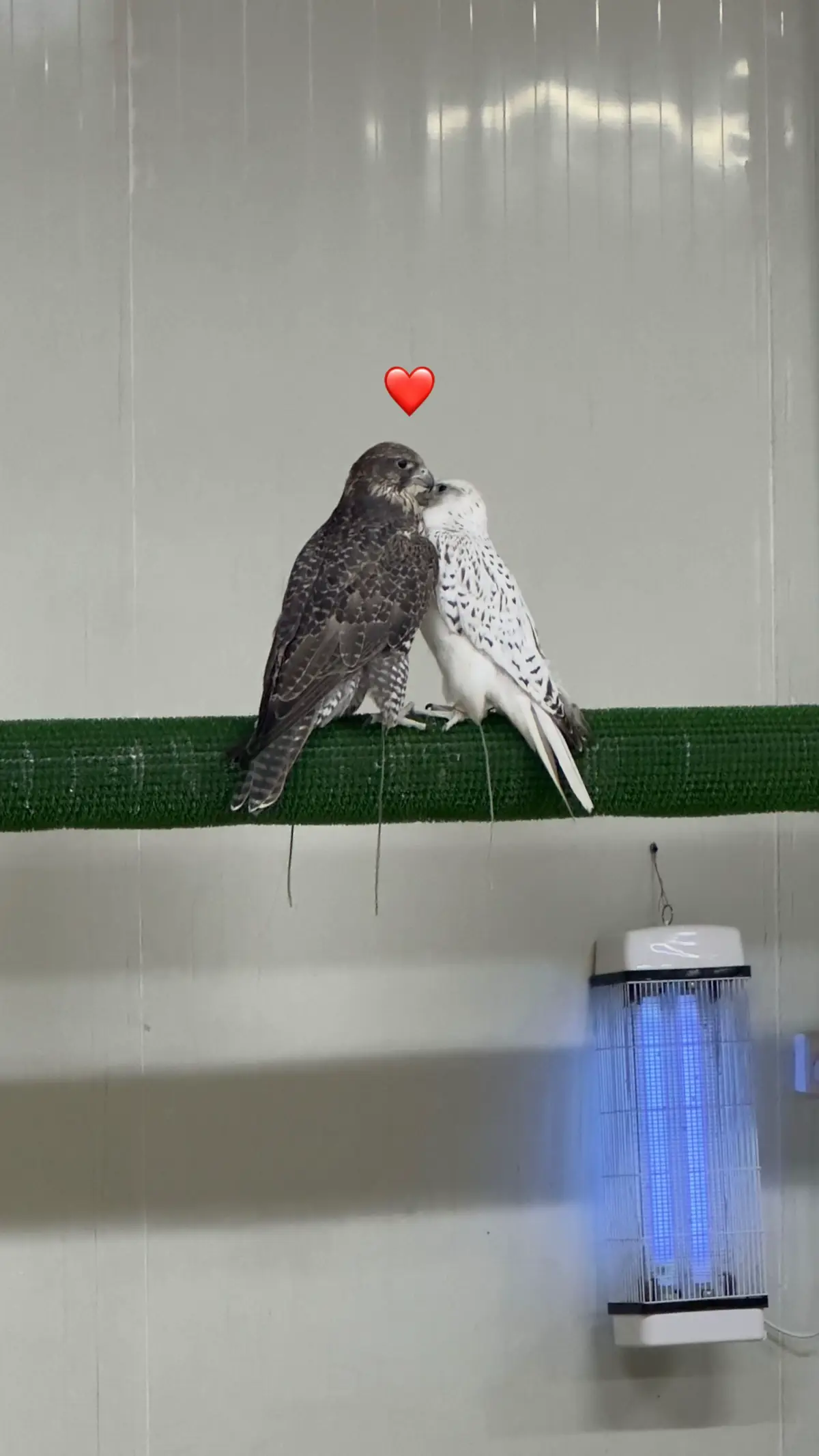 Abu Dhabi falcon🤣🤣🪶
