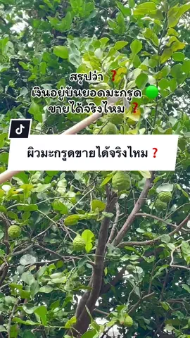 ผิวมะกรูดตากแห้งขายได้จริงไหม#สมุนไพร #มะกรูด #ผิวมะกรูด #ผิวมะกรูดตากแห้ง  @ฟ้า(นังลูกสาวคนเล็ก)  @ฟ้า(นังลูกสาวคนเล็ก)  @ฟ้า(นังลูกสาวคนเล็ก) 