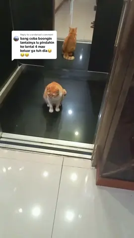 Replying to @urandariaa Ga akan keluar kak, dia mah diem aja di lift. Nunggu ke lantai 5. #fyp #mengawalDelon #aksikucing #kucingkomisaris 