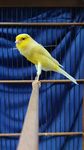 suara cuitan kenari memancing kenari yang macet agar respon nyaut bunyi. #burung #kenarimaniaindonesia #fypシ #fypシ゚viral #